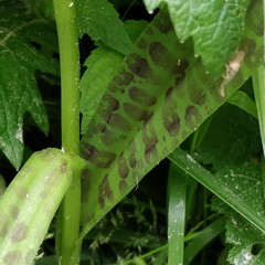 Dactylorhiza praetermissa junialis