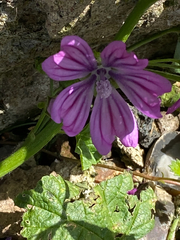 Malva