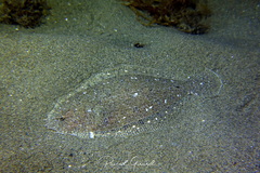 Arnoglossus laterna