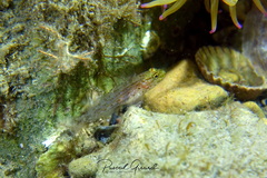 Gobius xanthocephalus