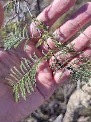 Vachellia bidwillii