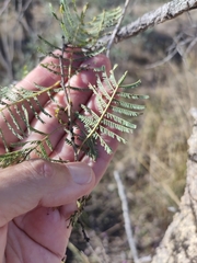 Vachellia bidwillii