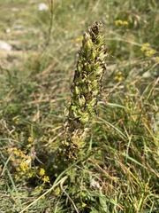 Pedicularis sibthorpii