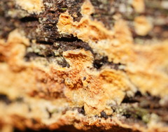 Gloeoporellus merulinus