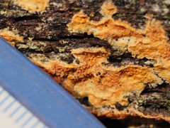 Gloeoporellus merulinus