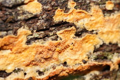 Gloeoporellus merulinus