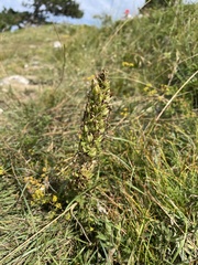 Pedicularis sibthorpii