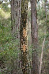 Gloeoporellus merulinus