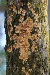 Gloeoporellus merulinus