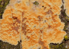 Gloeoporellus merulinus