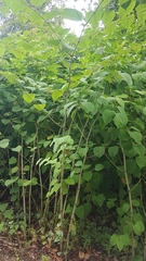 Reynoutria japonica