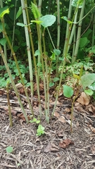 Reynoutria japonica