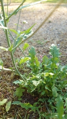 Arabidopsis suecica