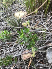 Hermannia grossularifolia