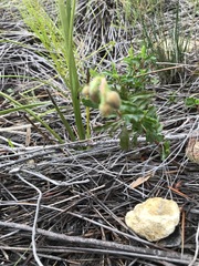 Hermannia grossularifolia