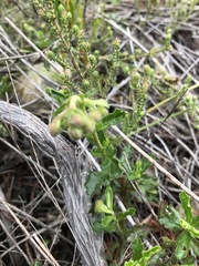 Hermannia grossularifolia