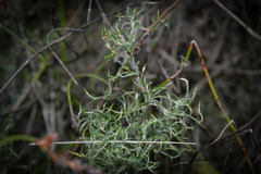 Desmocladus flexuosus