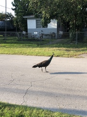 Pavo cristatus × muticus