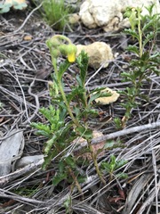 Hermannia grossularifolia