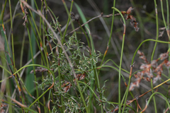 Desmocladus flexuosus