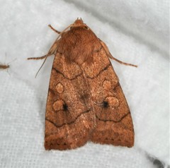 Enargia fausta