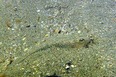 Echiichthys vipera