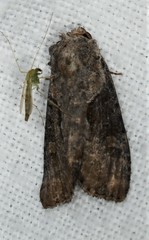 Lateroligia ophiogramma