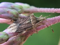 Harmostes fraterculus