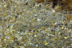 Echiichthys vipera