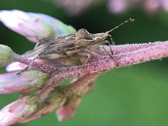 Harmostes fraterculus