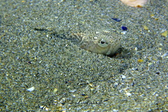 Echiichthys vipera