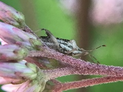 Harmostes fraterculus