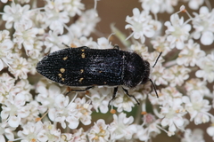 Acmaeoderella flavofasciata flavofasciata