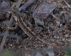 Sitana ponticeriana