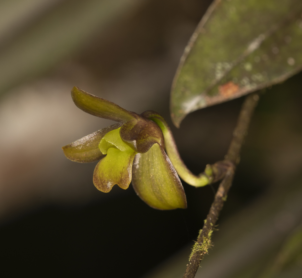 Systeloglossum costaricense