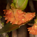 Maxillaria horichii - Photo (c) Keith Martin-Smith, alguns direitos reservados (CC BY-NC-SA), uploaded by Keith Martin-Smith