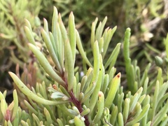 Suaeda albescens