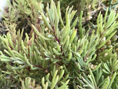 Suaeda albescens