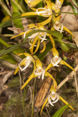 Image of Maxillaria ringens