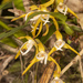 Maxillaria ringens - Photo (c) Keith Martin-Smith, μερικά δικαιώματα διατηρούνται (CC BY-NC-SA), uploaded by Keith Martin-Smith