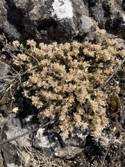 Arenaria erinacea