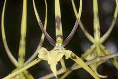 Brassia