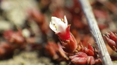 Crassula multicaulis