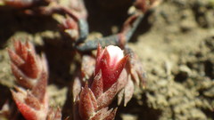 Crassula multicaulis