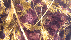 Melanthalia abscissa