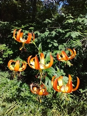 Turks Cap Lily (Lilium superbum)