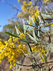 Acacia decora