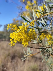 Acacia decora