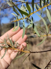 Acacia decora