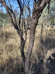 Acacia decora